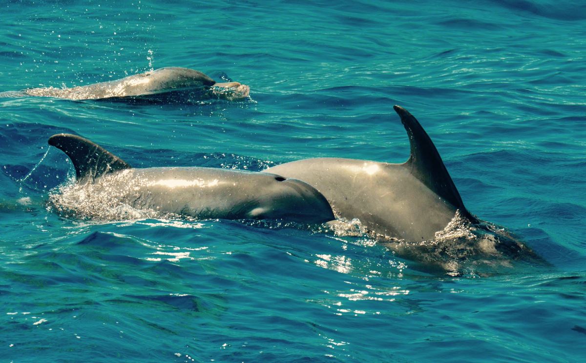 Dinner at our private tours from Cancun to Isla Mujeres